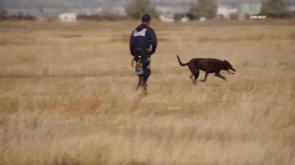 A law enforcement officer and a dog search an open field in Lancaster, California.