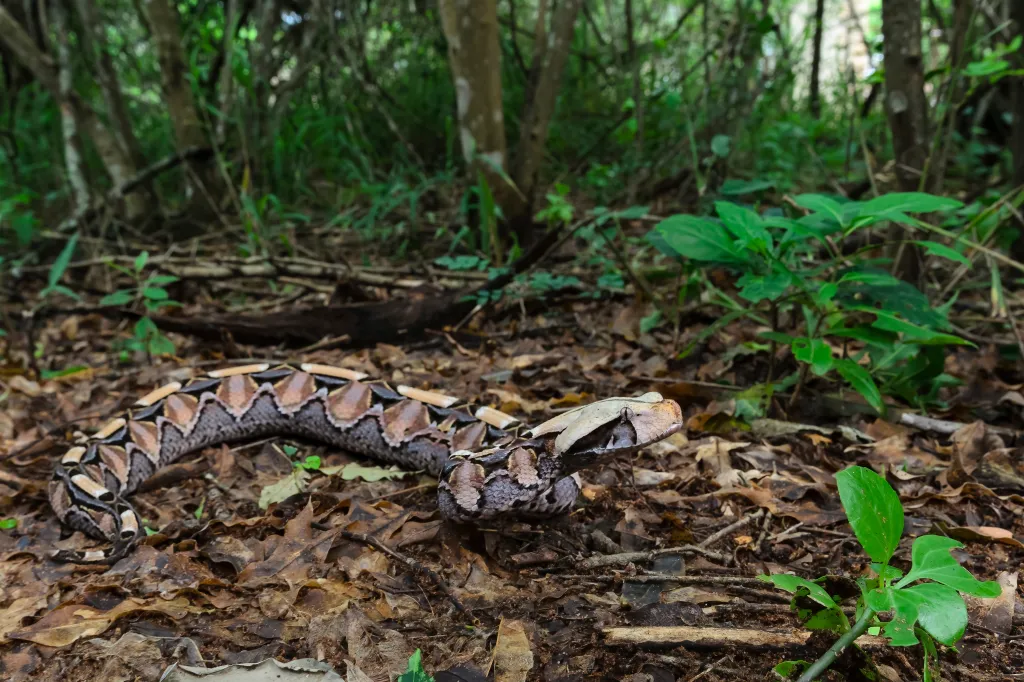A Gaboon adder camouflaged among forest leaf litter.