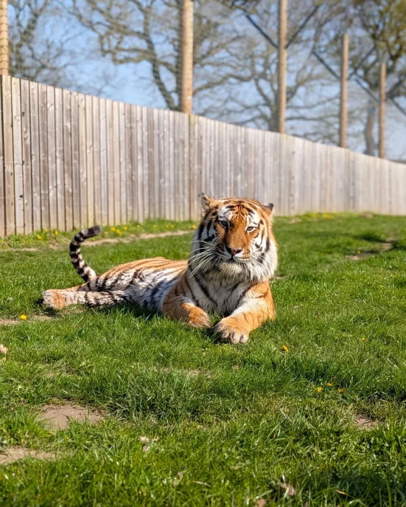 An Altai tiger lying on the grass in an enclosure with a wooden fence.