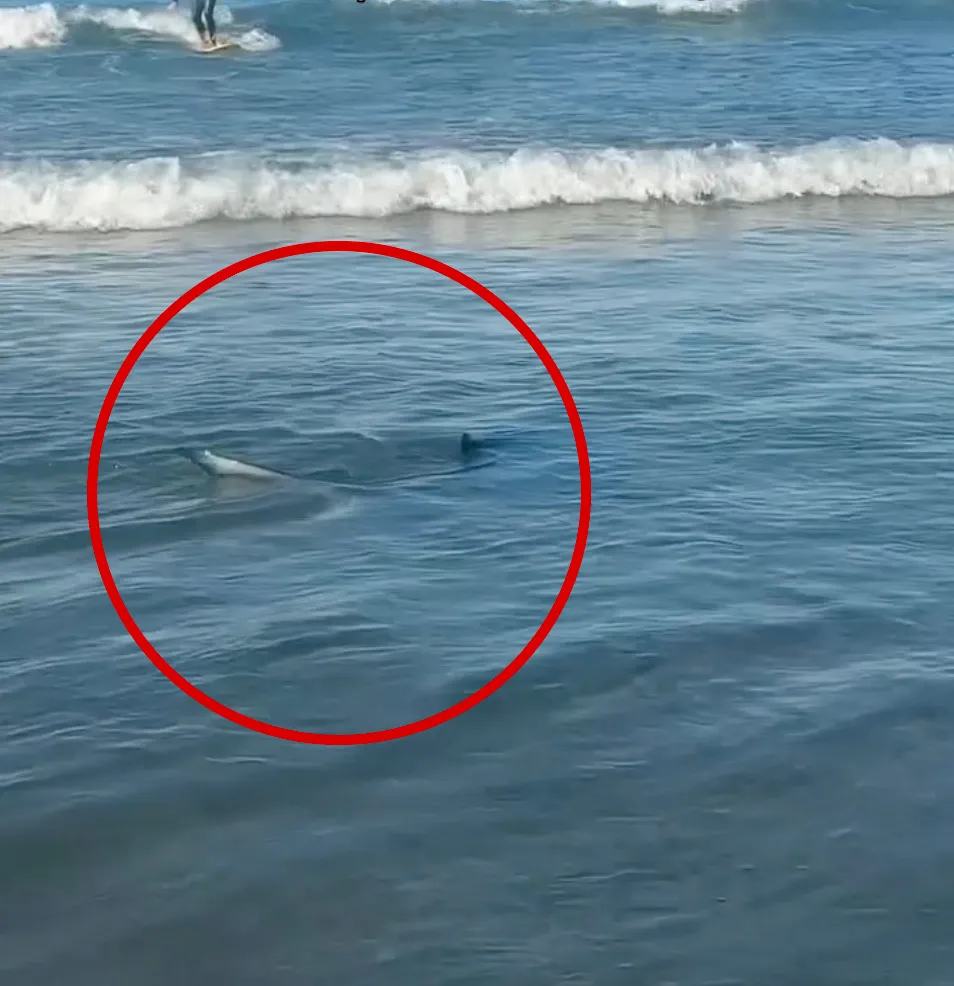 A shark's fin breaks the water's surface near a surfer.