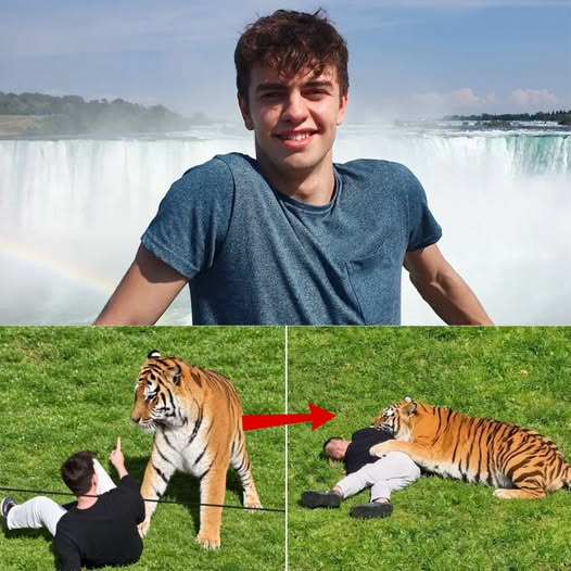 Có thể là hình ảnh về ngựa vằn và Thác Iguazú