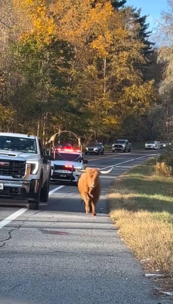 A runaway cow with long horns runs down a paved road, pursued by a police car and other vehicles with flashing lights.