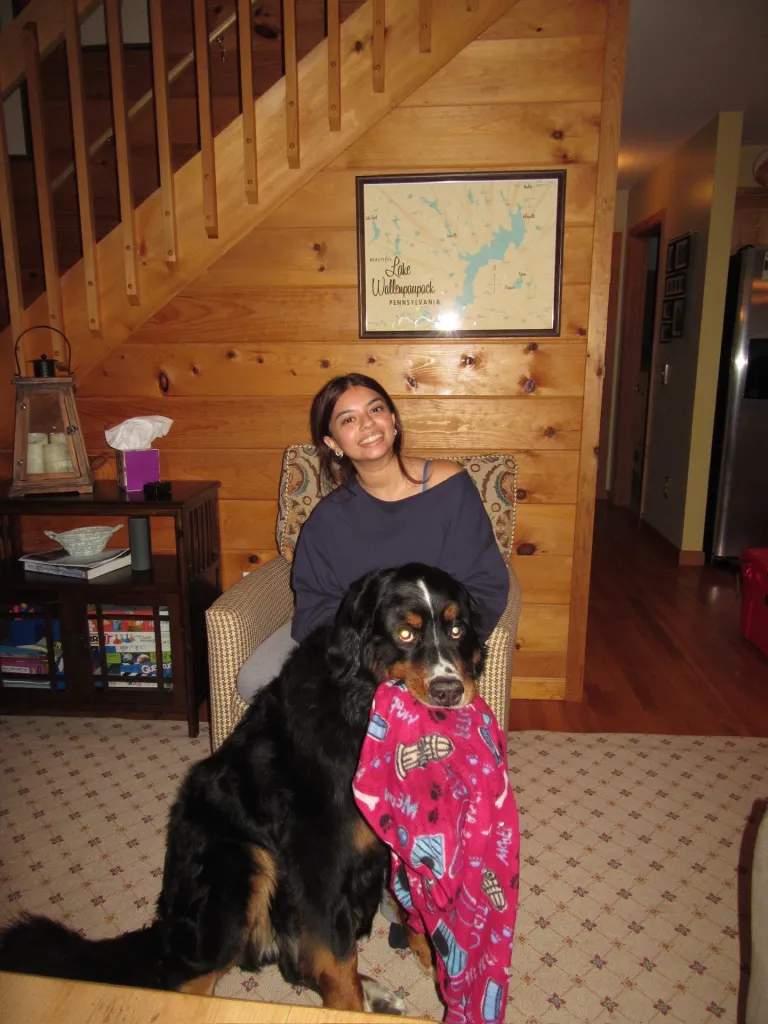 Malaika Chitre sits in a chair with her Bernese Mountain Dog, Swiss, holding a pink blanket in its mouth.