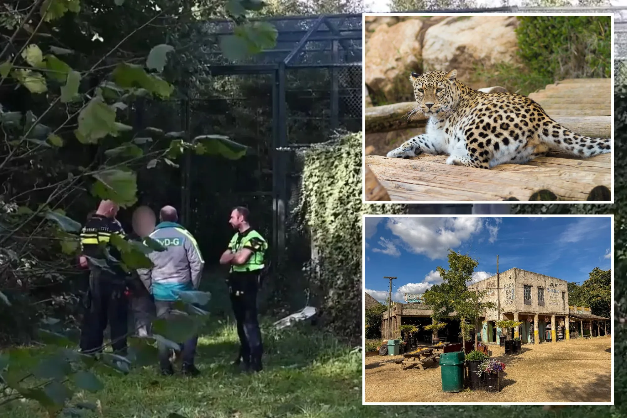 An image collage containing 3 images, Image 1 shows NINTCHDBPICT001118451307, Image 2 shows A Persian tiger lies on logs at the Jerusalem Zoo, Israel, Image 3 shows NINTCHDBPICT001118200709