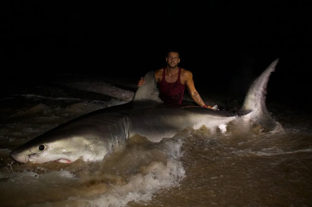 A man in a red tank top stands in the surf at night, holding onto the dorsal fin of a massive great white shark stranded in the shallows.